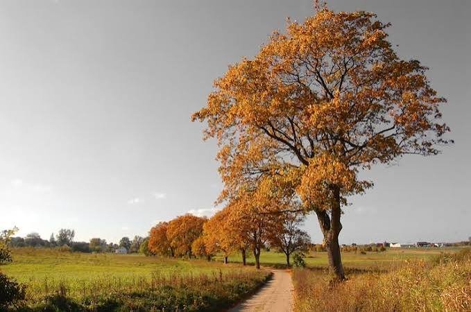 Rural